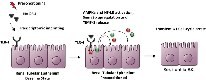 Proposed mechanism of action for remote ischemic preconditioning. Multiple mechanisms for remote ischemic preconditioning have been suggested. A novel mechanism of action shown here involves high-mobility group Box-1 (HMGB-1) and possibly other molecules, released from muscle in response to transient ischemia. Transcriptomic imprinting of renal tubular epithelial cells occurs following signal transduction from engagement of HMGB-1 with Toll-like receptor 4 (TLR-4) on proximal tubular epithelial cells. 