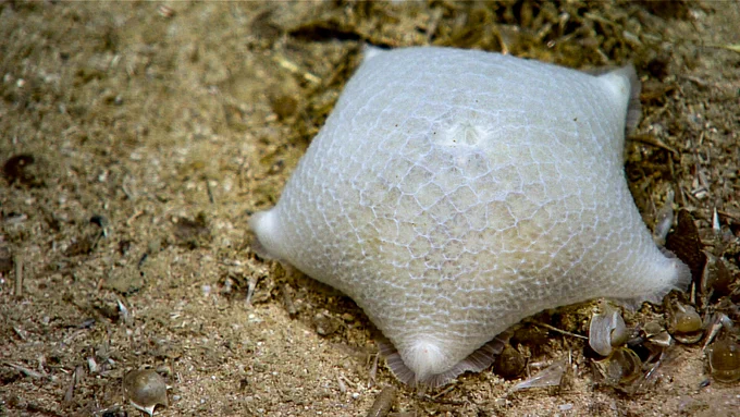 A white starfish with short arms rests on the sandy seafloor.