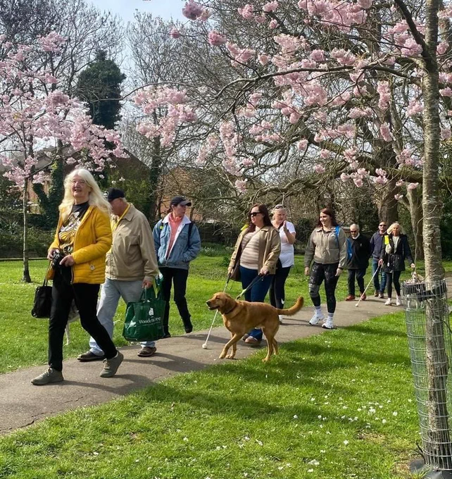 A group of visually impaired adults walking together along a paved path in a park, some using white canes and two people leading guide dogs. Trees with pink blossoms line the path on a sunny day.
