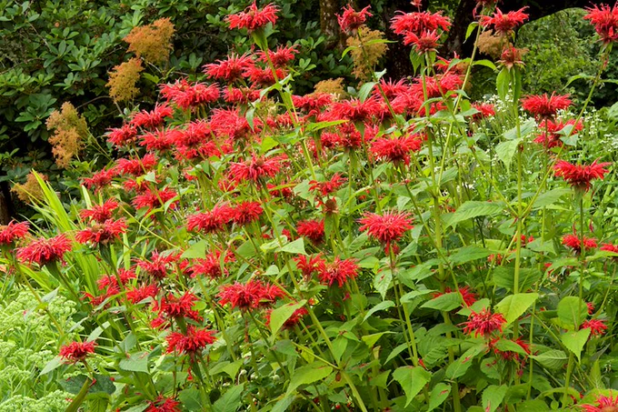 Bee balm plants in a native garden.