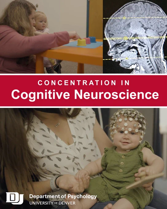 Promotional graphic for a Cognitive Neuroscience concentration from the University of Denver Department of Psychology. The image includes photos of a researcher interacting with a young child using toys, a brain scan, and a baby wearing an EEG cap while sitting with an adult. A red banner across the center reads “Concentration in Cognitive Neuroscience.”
