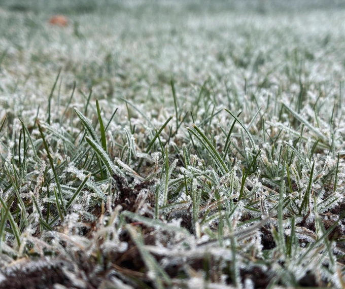 Frost on grass.