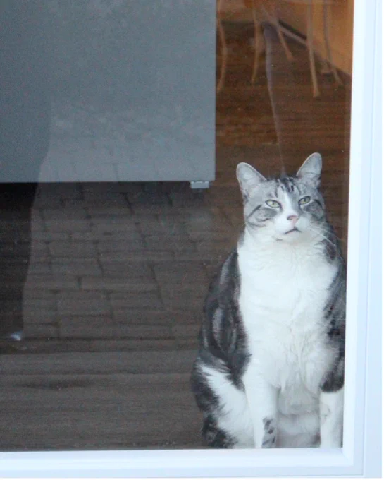 Funny Cat