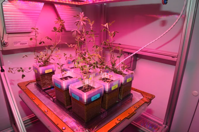 Six small clear square containers labeled with colored tags sit inside a controlled growth chamber under pink LED grow lights. The plants are young and leafy, growing in the soil-filled containers arranged on a metal platform within an enclosed research setup.