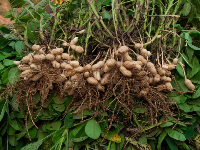 peanut plants