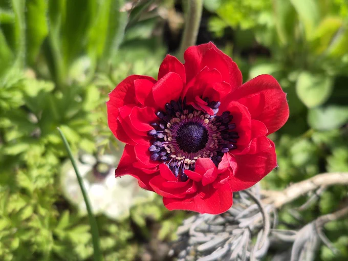 Blühende rote Anemone 