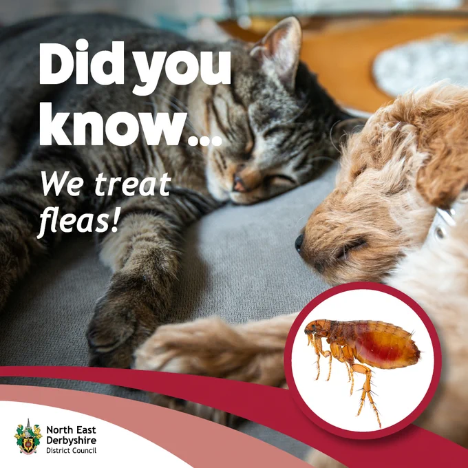Sleeping cat and dog with text announcing the council treats fleas, a flea close-up and a council logo.
