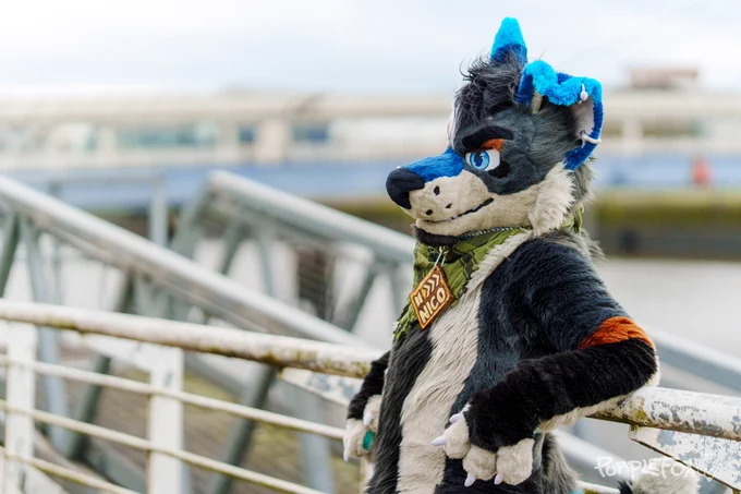 A dark grey and cream wolf with brown and blue markings is relaxing against a river barrier looking off to the side.
#CassiusCrafts #FursuitFriday #Fursuit #Furry