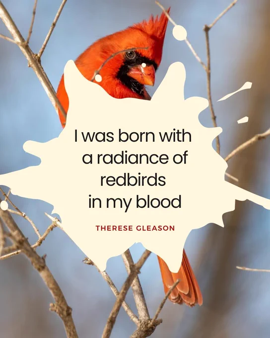 Image of a red cardinal in a gathering of bare branches with an orange-beak looking at the camera with one eye and a quote in pale yellow "I was born with a radiance of redbirds in my blood" by Therese Gleason
