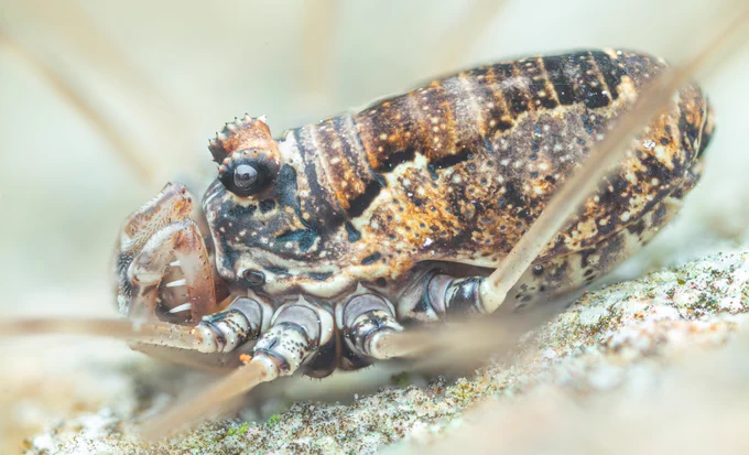 Macro photo of Platybunus pinetorum, a well marked harvestman with a wide, brown ocularium, orange and dark black marking on the body and long white tubercles on the pedipalps.