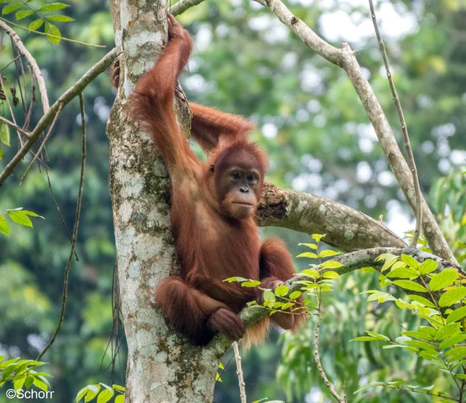 Ein junger Orang-Utan sitzt entspanne auf einem Ast im Baum und hat die Arme über dem Kopf verschränkt.