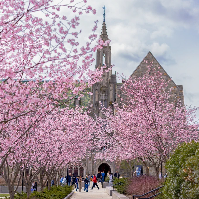 Pink cherry blossoms line a pathway leading to a stone building at Boston College. The scene is vibrant with students walking beneath the trees, and the building features a prominent spire. The sky is cloudy yet bright.