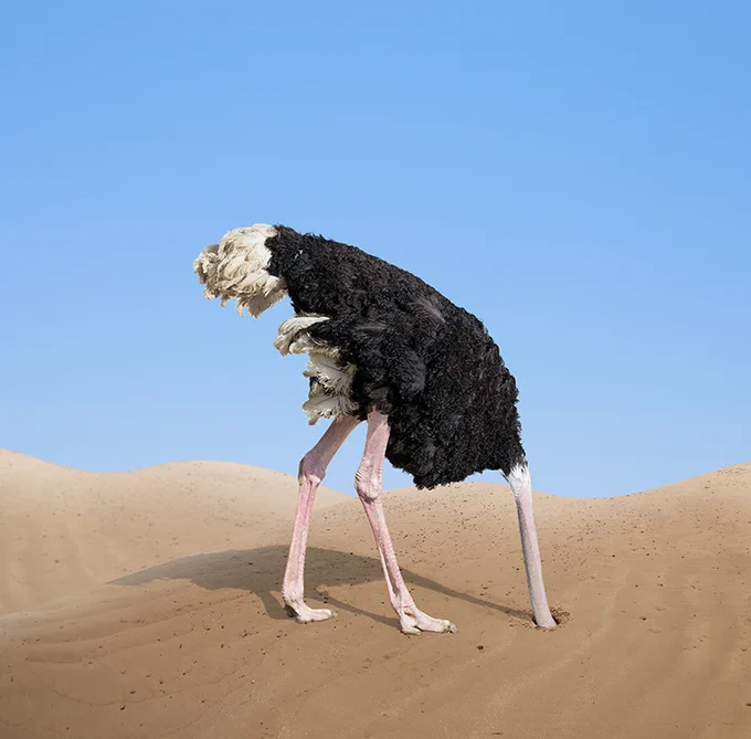 an ostrich with its head in the sand
