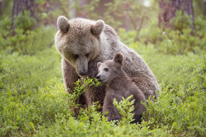 Moma Bear, wildlife 
