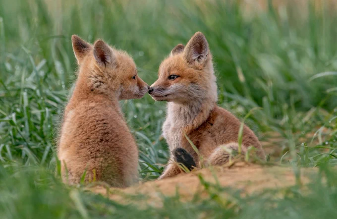 Fox, photography 