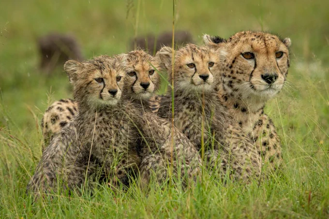wildlife, photography 
