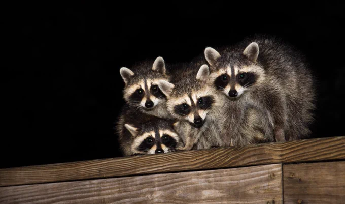 racoons, photography 