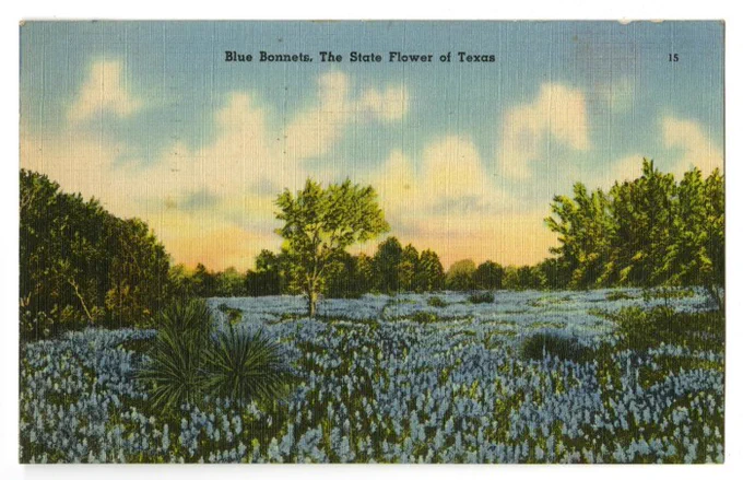 illustrated postcard of a field of blue bonnets
Text: Blue Bonnets, The State Flower of Texas