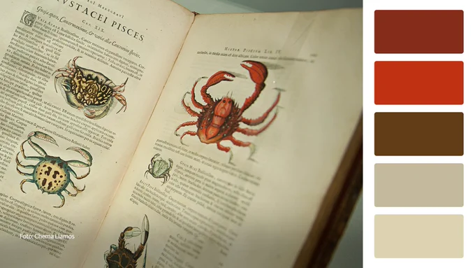 Fotografia que destaca ilustrações científicas de caranguejos diversos sobre as páginas de um livro. Na parte inferior, cinco amostras das cores presentes na imagem sobre uma tarja branca.