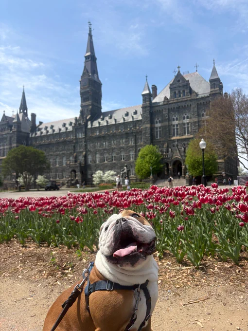 jack sits in front of some tulips