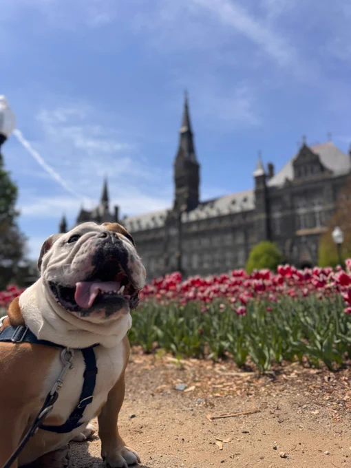 a close up of jack with tulips