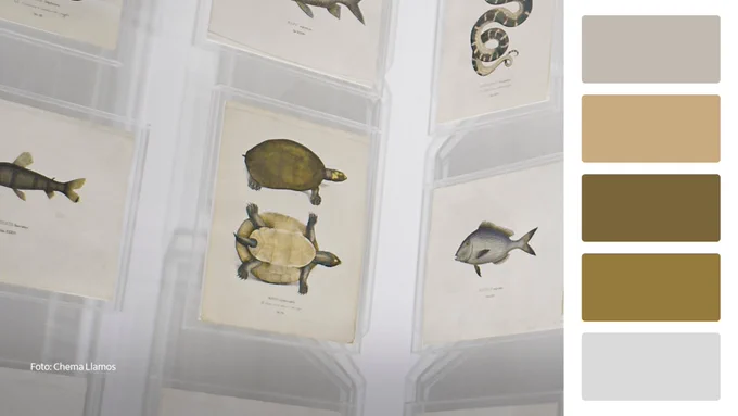 Fotografia que destaca ilustrações científicas de répteis e peixes diversos organizadas em paredes brancas. Na parte inferior, cinco amostras das cores presentes na imagem sobre uma tarja branca.