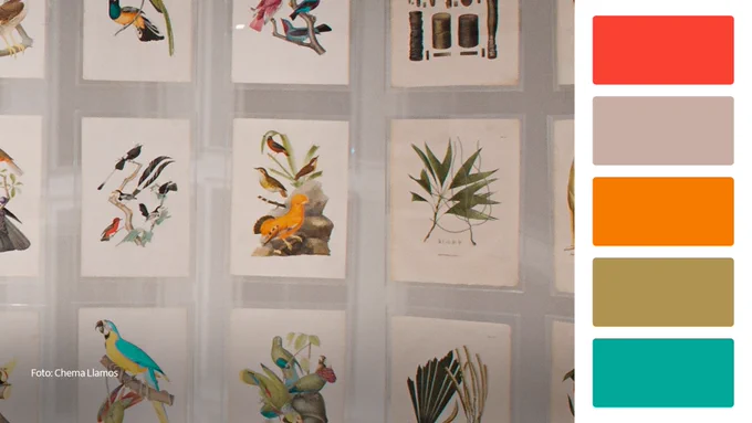 Fotografia que destaca ilustrações científicas de aves e plantas diversas sobre as páginas de um livro. Na parte inferior, cinco amostras das cores presentes na imagem sobre uma tarja branca.
