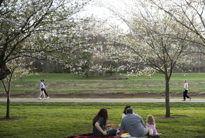 Family sitting under cherry blossoms