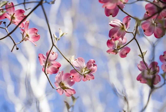 Up close view of pink flowers