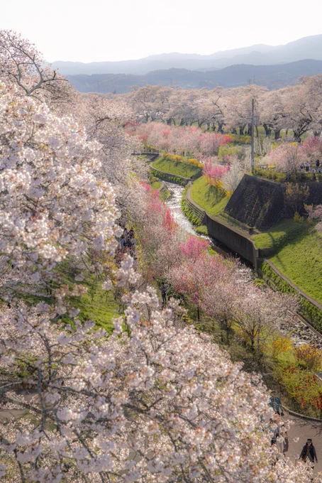 Stepping into a dream at Shukugawa Park, Japan. 🇯🇵 Walking through these endless rows of cherry blossoms feels like wandering through a painting. Definitely adding this to the ultimate list of world wonders or DM for your travel guides. 
