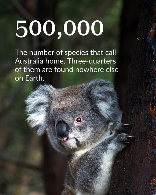 Close-up of a koala clinging to a tree trunk in a forest, highlighting Australia's unique wildlife.