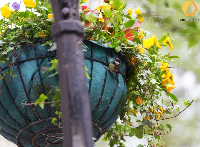 A Great Tit gathers nesting material from a hanging flower basket in Downing Street, London.