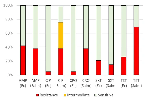 Resistance to antibiotics in poultry isolates. AMP, CIP, CRO, SXT, TET, Ec, Salm, resistant (red), ciprofloxacin ‘susceptible increased exposure’ (EUCAST) (orange), sensitive (green). AMP, ampicillin; CIP, ciprofloxacin; CRO, ceftriaxone; Ec, E. coli; Salm, non-typhoidal Salmonella; TET, tetracycline.