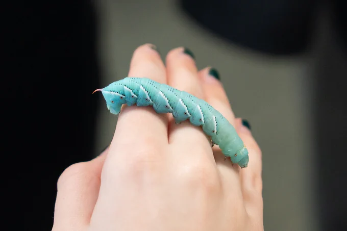 Blue caterpillar on hand.