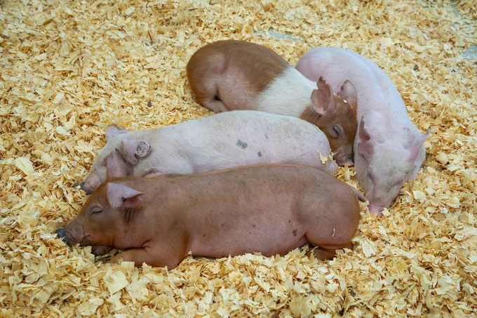 Piglets