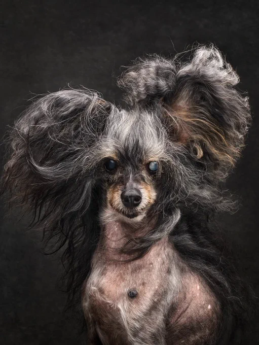 a shoulders-up headshot of an ancient chinese crested. his body is mostly hairless, with thin wisps of white. but the fur of his face and ears is forming an enormous heart shape from having been blown out by a fan. he’s rocking the salt-and-pepper look of an ambitious Helena Bonham Carter role, with more black along his neck and a bold gray streak atop his noggin and along the edges of his ears. his left eye is one big cloudy blue cataract.