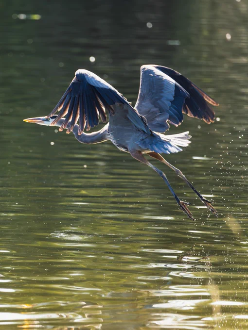 A heron with outstretched wings is flying low over a calm body of water, with sunlight illuminating its feathers. Droplets of water are seen splashing below.