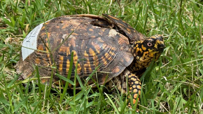 A box turtle with a split shell crawls through green grass.