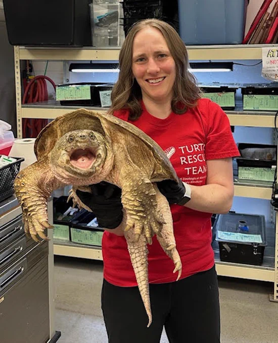 Courtnie Gregory holding a snapping turtle as part of her work with the Turtle Rescue Team.