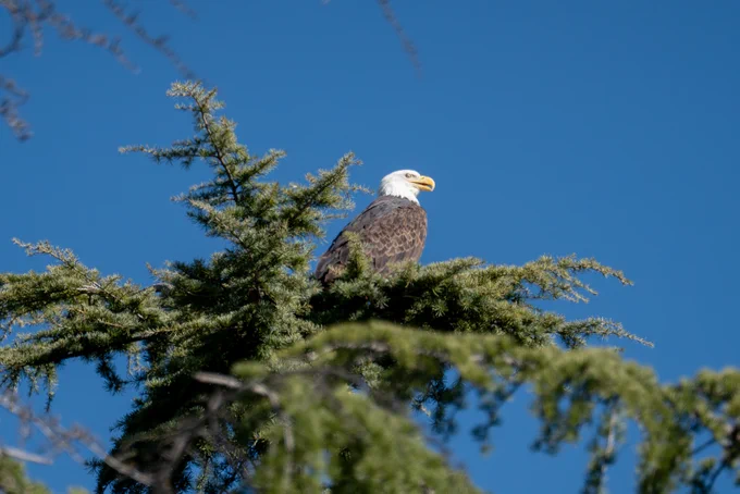 A bald eagle is perched atop a coniferous tree against a clear blue sky.