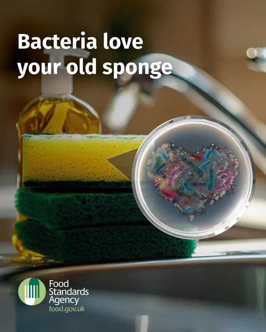 Bacteria love your old sponge - throw it out