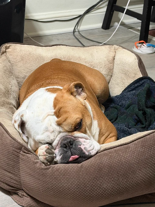 Jack uses his paw to cover his eye while he rests in his dog bed