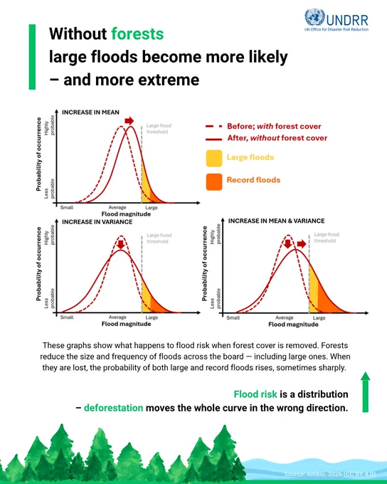 Graphs showing flood risks increase in size and frequency when forests are removed, highlighting higher chances of large and record floods.
