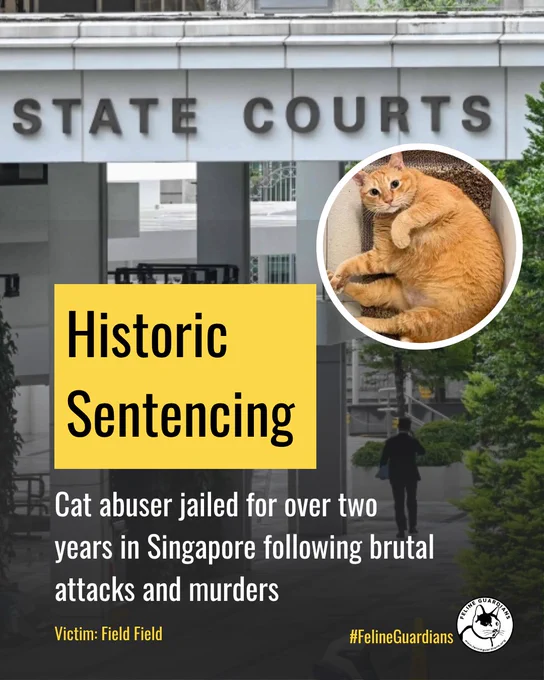 A landmark sentencing for cat abuse victims.

In Singapore, Ryan Tan Yi Bin has been jailed for 31 months for the serial abuse and killing of six cats. This case—highlighted by victims like Field Field—marks a major step in recognizing the severity of such crimes.

The judge condemned the acts as “deplorable, sadistic and serial abuse,” calling them among the worst seen locally. A clear message: cruelty against defenseless animals will face serious consequences.

We continue working to protect cats and push for stronger laws, including in regions where protections remain inadequate.

We won’t stop until cat torture ends.

👉 www.felineguardians.org

🔗  Article: www.channelnewsasia.com/singapore/cat-abuse-record-sentence-ryan-tan-yi-bin-nparks-6048791

#JusticeForFelines #StopCatTorture #Singapore #FelineGuardians #StopCatTortureInChina