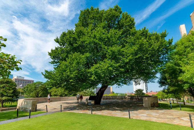 A large, lush tree stands prominently in a landscaped area with a paved walkway beneath it. The sky is bright and partly cloudy. Nearby, a few individuals are leisurely walking. In the background, modern buildings are visible, including a notable white structure. The scene is peaceful and well-maintained. Survivor Tree photo credit Oklahoma City National Memorial and Museum.