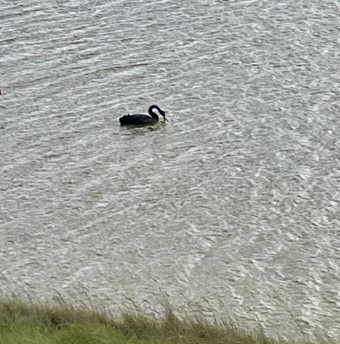 Black swan in water with some grass on the bottom in the Netherlands.
