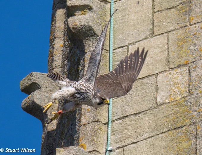 Juvenile “3LB” takes flight with wings wide and feet dangling it’s orange ring on the left left clearly readable