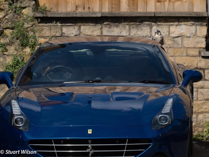 Juvenile “3LB” sat in the back@of a blue Ferrari after having flown into a window in July 2025