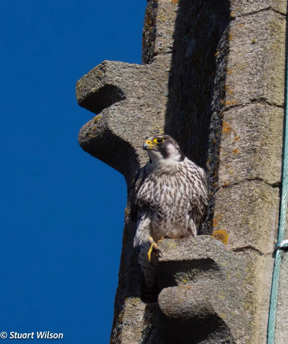 Juvenile peregrine falcon sat perched looking to the left on a church spire