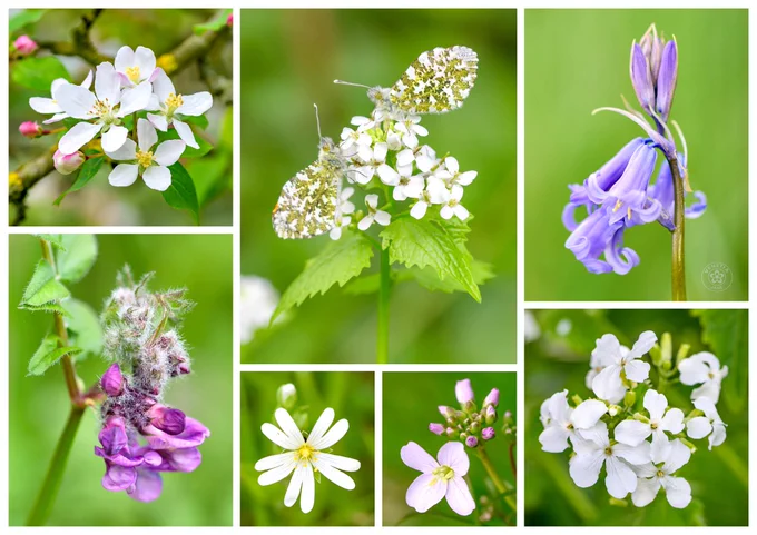 Collage of spring wildflowers against a soft green background: crab apple blossom on a branch; orange-tip butterflies on hedge garlic flowers; a single nodding bluebell; a vetch stem with a fuzzy gall; greater stitchwort; pale pink cuckoo flower; and a cluster of white honesty blooms.